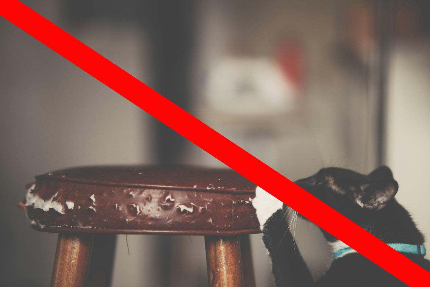 Kratzfester Möbelschutz für Katzen